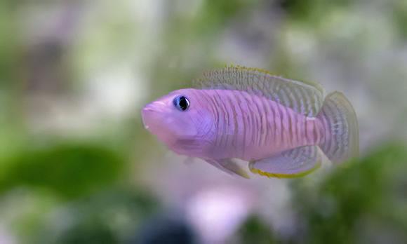 Lamprologus Multifasciatus Tanganyikan African Cichlids 5cm - Real Aquatics