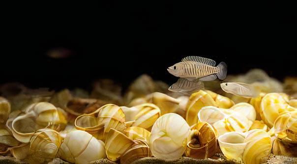 Lamprologus Multifasciatus Tanganyikan African Cichlids 5cm - Real Aquatics