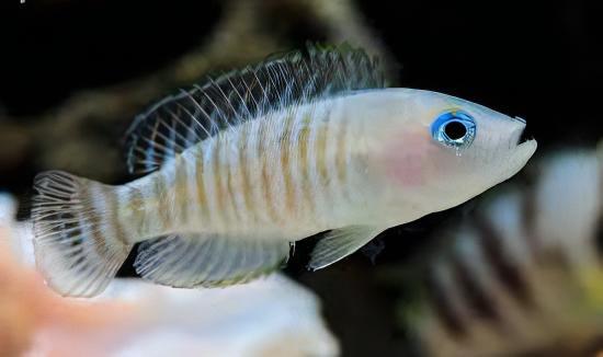 Lamprologus Multifasciatus Tanganyikan African Cichlids 5cm - Real Aquatics