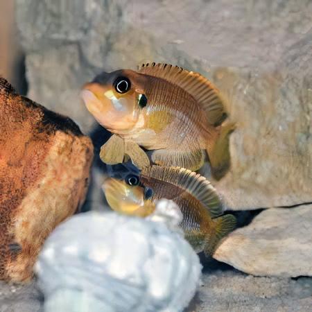 Lamprologus Occelatus Blue Tanganyikan African Cichlids 3cm - Real Aquatics
