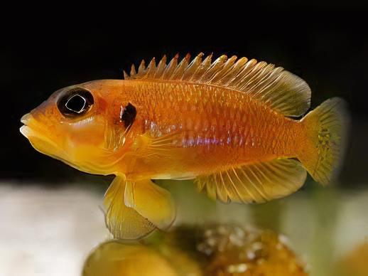 Lamprologus Occelatus Gold Tanganyikan African Cichlids 3cm - Real Aquatics