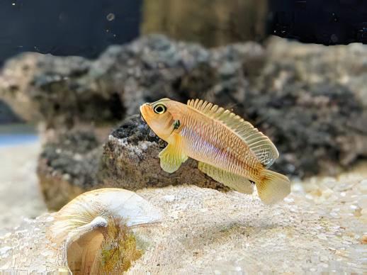 Lamprologus Occelatus Gold Tanganyikan African Cichlids 3cm - Real Aquatics