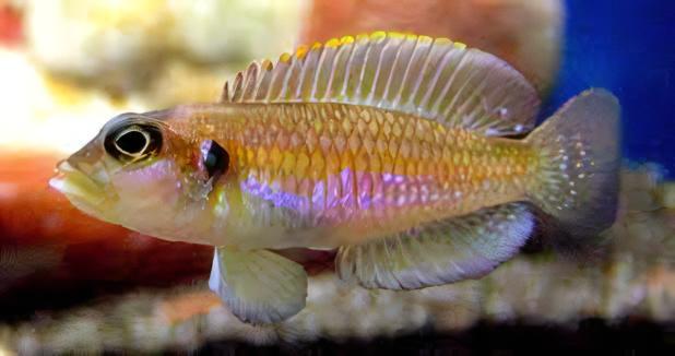Lamprologus Occelatus Gold Tanganyikan African Cichlids 3cm - Real Aquatics