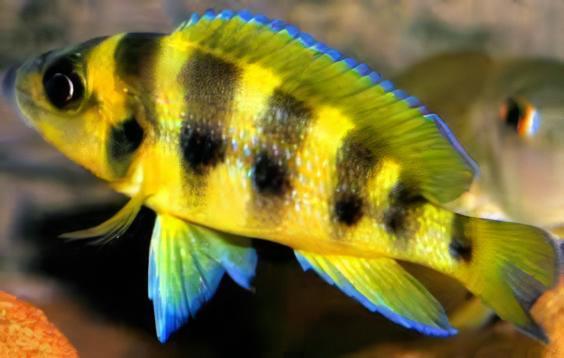 Lamprologus Sexfasiatus Gold Tanganyikan African Cichlids 5cm - Real Aquatics