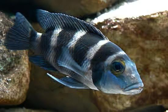 Lamprologus Tretocephalus Tanganyikan African Cichlids 5cm - Real Aquatics