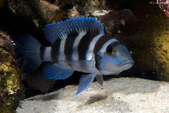 Lamprologus Tretocephalus Tanganyikan African Cichlids 5cm - Real Aquatics