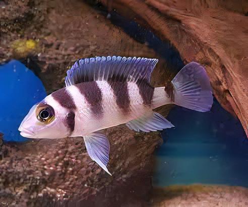 Lamprologus Tretocephalus Tanganyikan African Cichlids 5cm - Real Aquatics