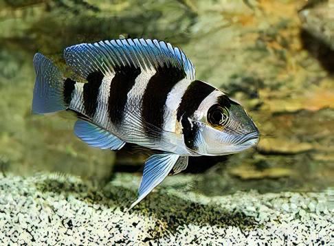 Lamprologus Tretocephalus Tanganyikan African Cichlids 5cm - Real Aquatics