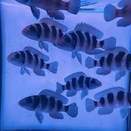 Lamprologus Tretocephalus Tanganyikan African Cichlids 5cm - Real Aquatics