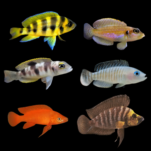 Assorted Lamprologus Tanganyikan African Cichlids 4cm - Real Aquatics