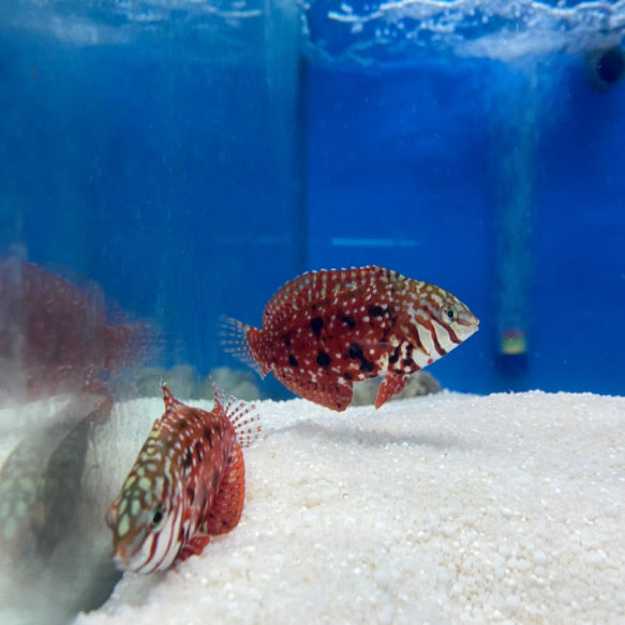 Jewel Leopard Wrasse (Macropharyngodon lapillus)