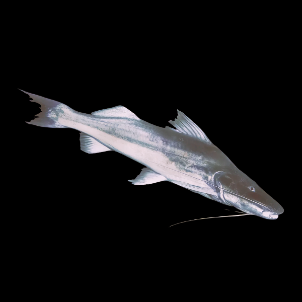 Laulao Piramutaba Catfish Brachyplatystoma Vaillantii 10cm - Real Aquatics