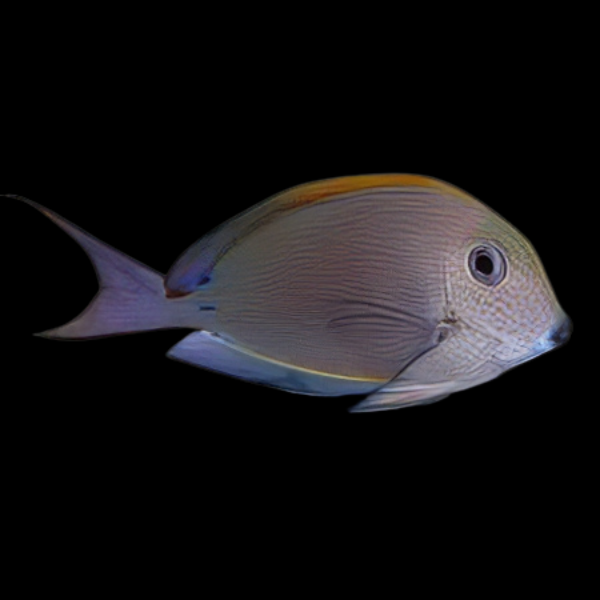 Lavender Tang Acanthurus Nigrofuscus - Real Aquatics