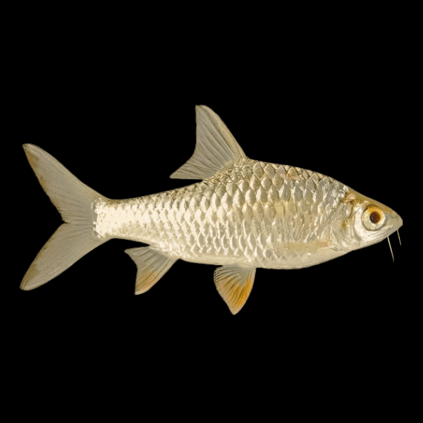 Lemon Fin Diamond Shark Hypsibarbus Wetmorei 8cm - Real Aquatics