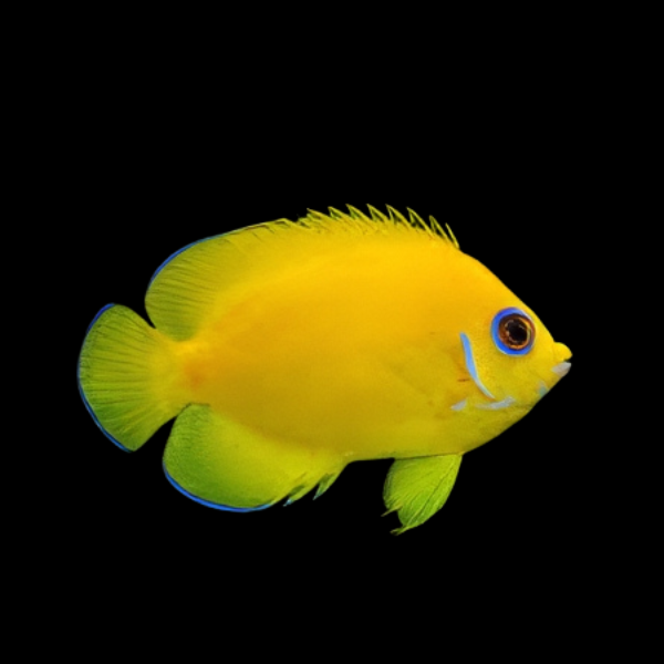 Lemon Peel Dwarf Angelfish Centropyge Flavissima - Real Aquatics