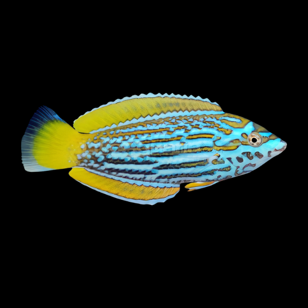 Lennardi Wrasse Anampses Lennardi - Real Aquatics