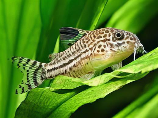 Leopard Corydoras Julii 3cm Catfish - Real Aquatics