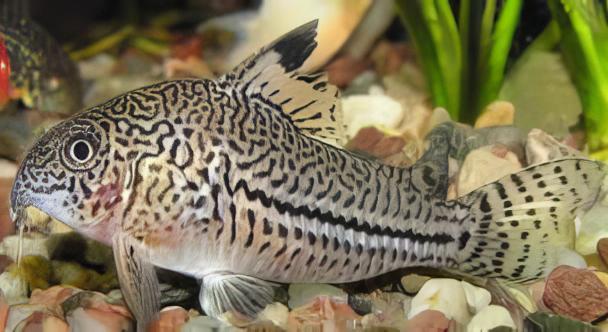 Leopard Corydoras Julii 3cm Catfish - Real Aquatics