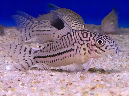 Leopard Corydoras Julii 3cm Catfish - Real Aquatics