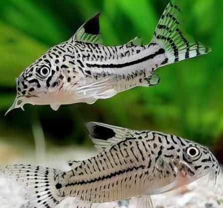 Leopard Corydoras Julii 3cm Catfish - Real Aquatics