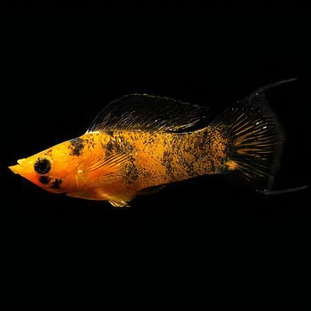 Leopard Molly Poecilia Sphenops 3cm - Real Aquatics