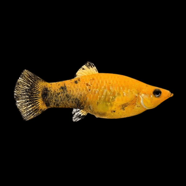 Leopard Molly Poecilia Sphenops 3cm - Real Aquatics