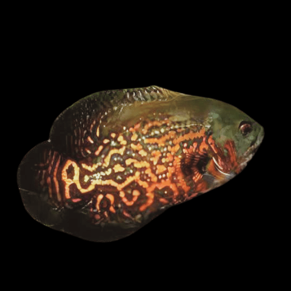 Leopard Oscar Astronotus Ocellatus - Real Aquatics