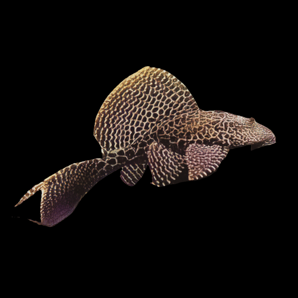 Leopard Sail Fin Pleco Pterygoplichthys Gibbiceps - Real Aquatics