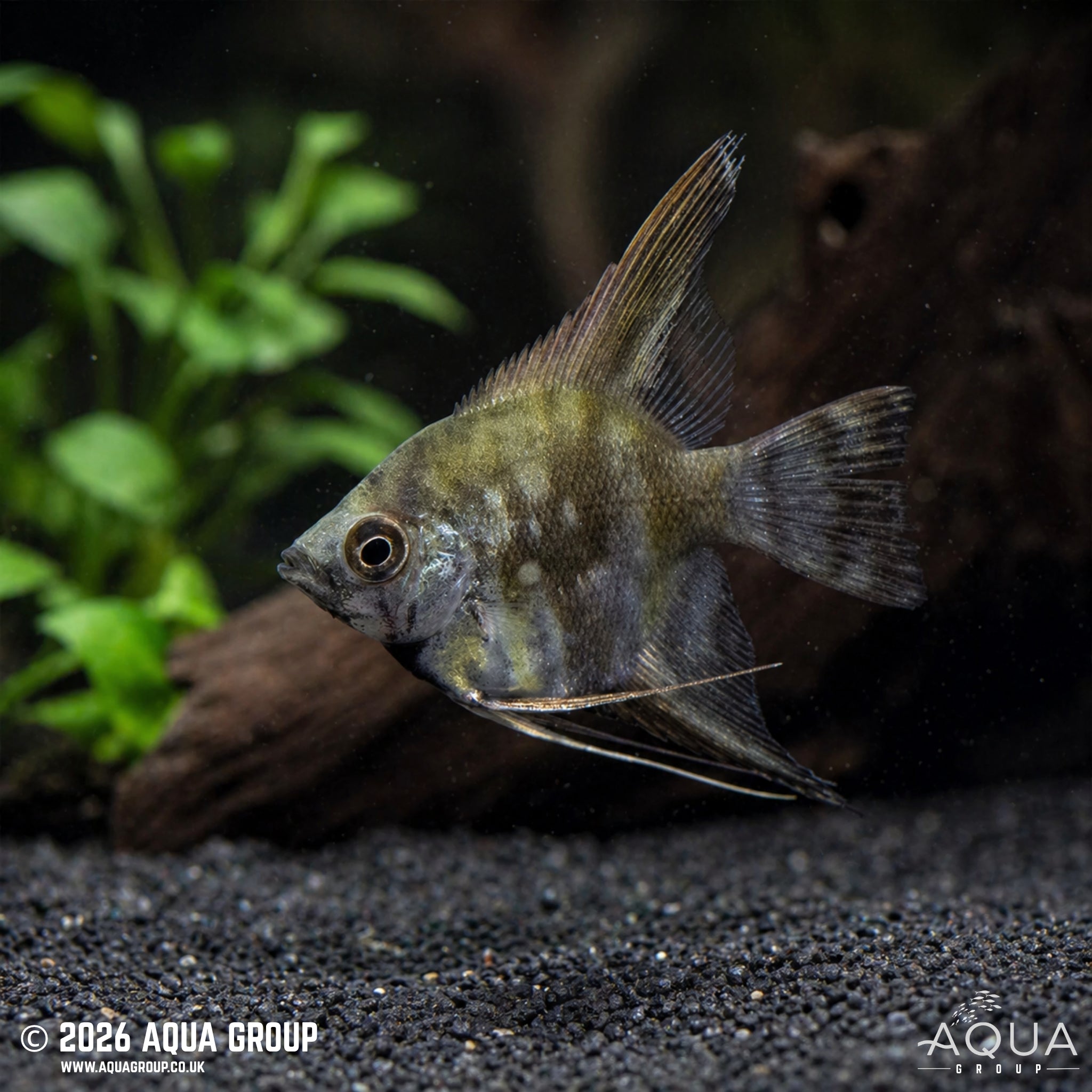 Leopard Angelfish (Pterophyllum scalare)