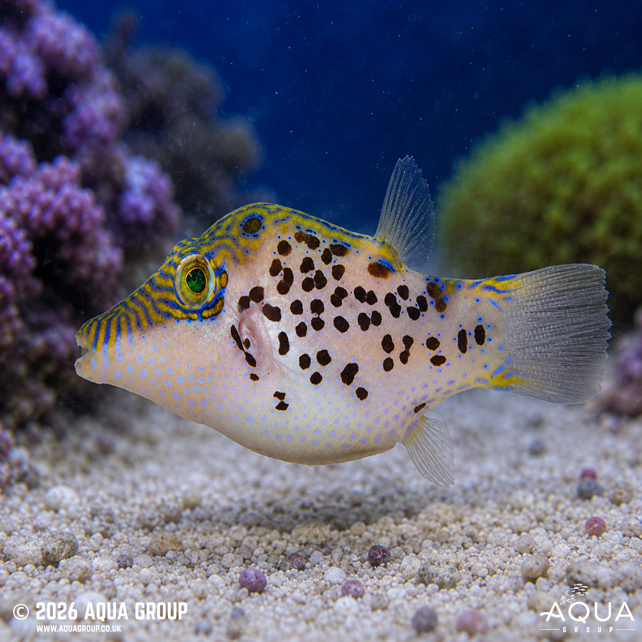 Leopard Toby Puffer (Canthigaster leoparda)