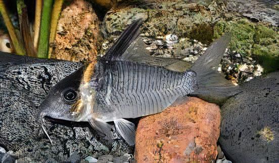 Lessex Corydoras Lessex CW045 4cm Catfish - Real Aquatics