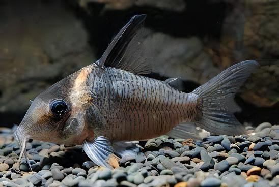 Lessex Corydoras Lessex CW045 4cm Catfish - Real Aquatics