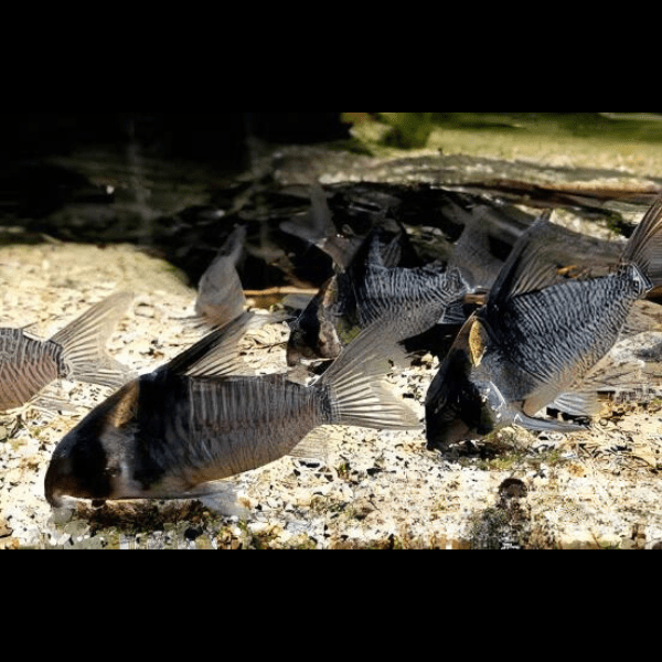 Lessex Corydoras Lessex CW045 4cm Catfish - Real Aquatics