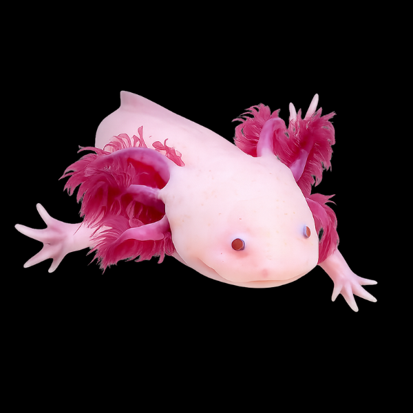 Leucistic Pink Red Eye Axolotl Ambystoma Mexicanum - Real Aquatics
