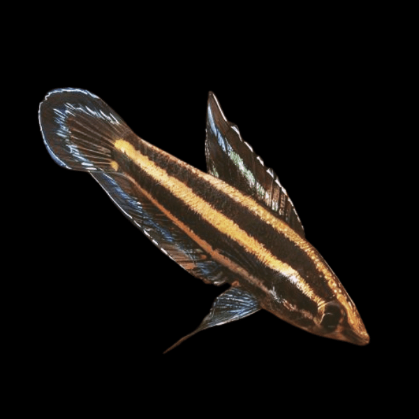 Licorice Gourami Parosphromenus Deissneri 3cm - Real Aquatics