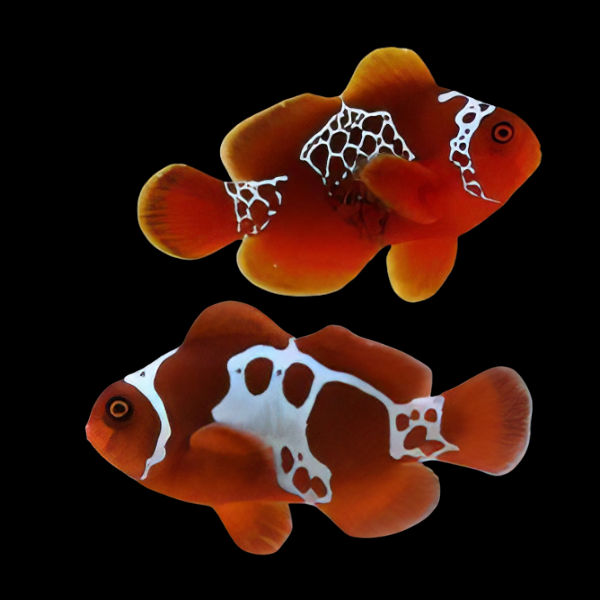 Lightning Maroon Clownfish Premnas Biaculeatus Pair - Real Aquatics