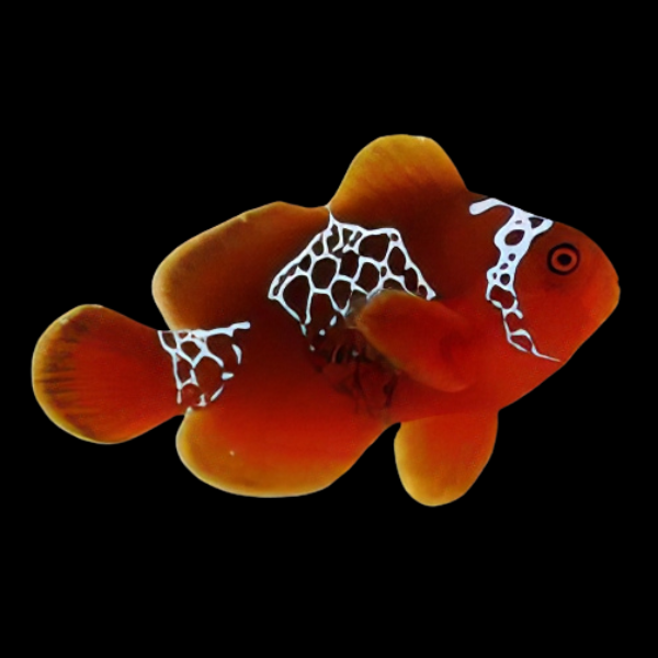Lightning Maroon Clownfish Premnas Biaculeatus - Real Aquatics