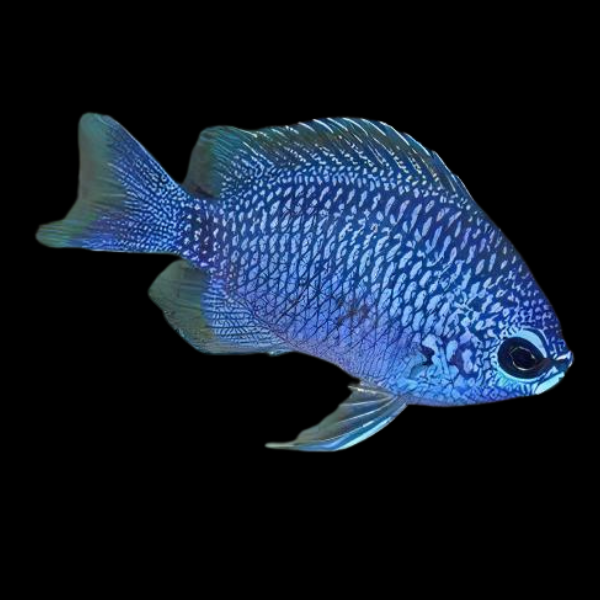 Caribbean Lilac Chromis Chromis Scotti - Real Aquatics