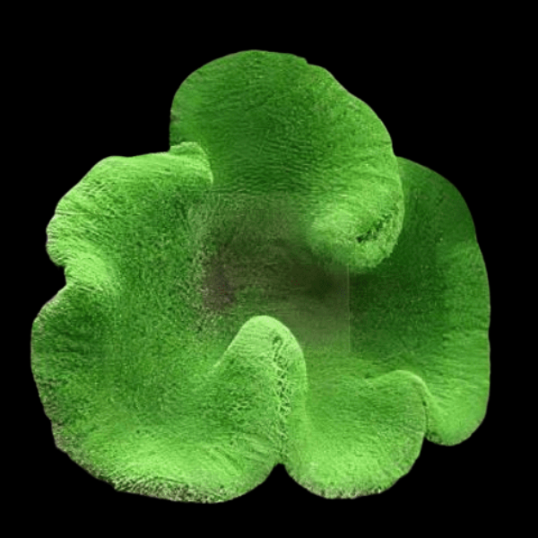Lime Green Carpet Anemone Stichodactyla Haddoni - Real Aquatics
