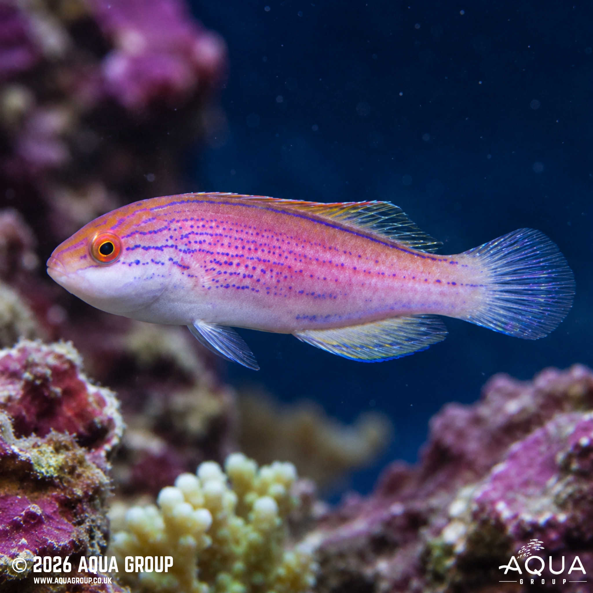 Lineatus Fairy Wrasse