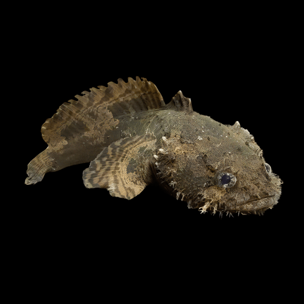 Lion Fish Stone Fish Batrachomoeus Trispinosus 10cm - Real Aquatics