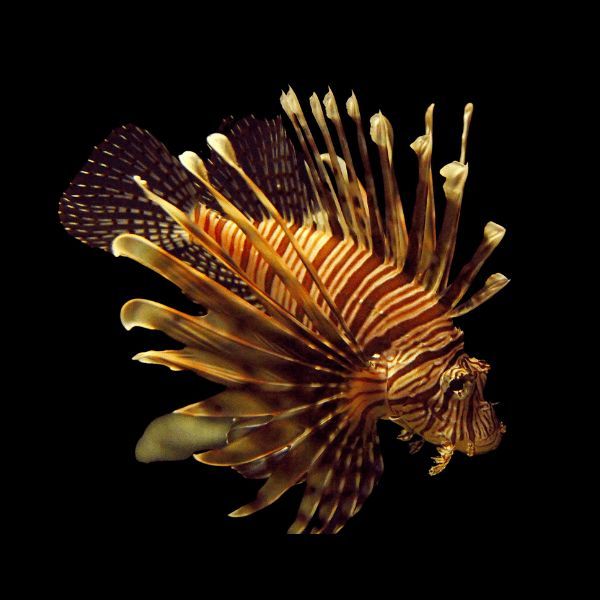 Broadbarred Firefish Lion Fish Pterois Antennata - Real Aquatics