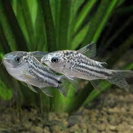 Little Corydoras Nanus 4cm Catfish - Real Aquatics