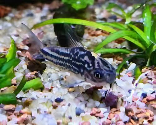Little Corydoras Nanus 4cm Catfish - Real Aquatics
