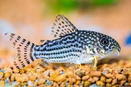 Little Corydoras Nanus 4cm Catfish - Real Aquatics