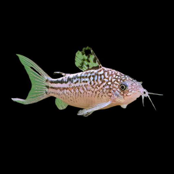 Little Corydoras Nanus 4cm Catfish - Real Aquatics