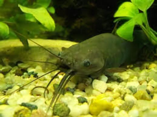 Liver Catfish Heteropneustes Fossilis 5cm - Real Aquatics