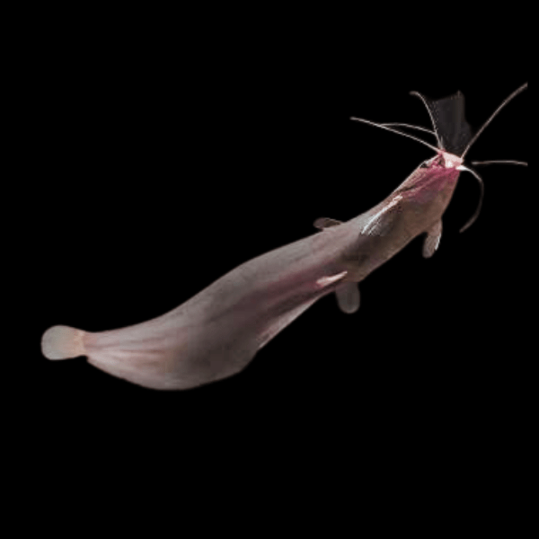 Liver Catfish Heteropneustes Fossilis 5cm - Real Aquatics