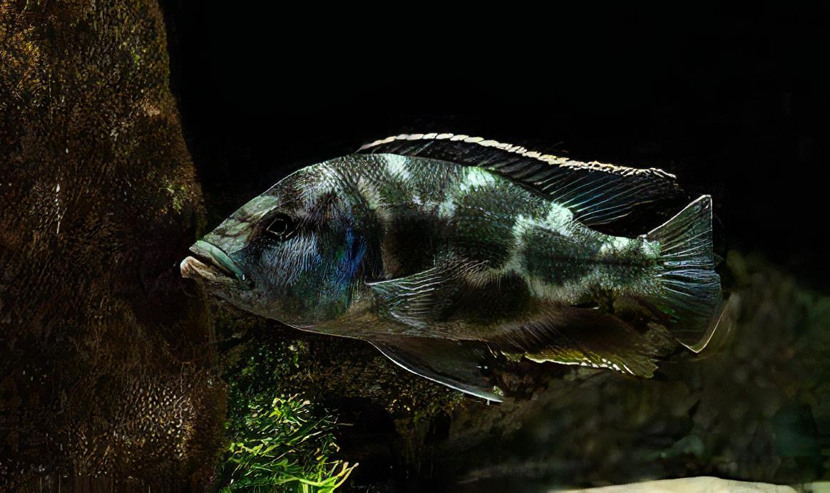 Haplochromis Livingstonii Malawi African Cichlid