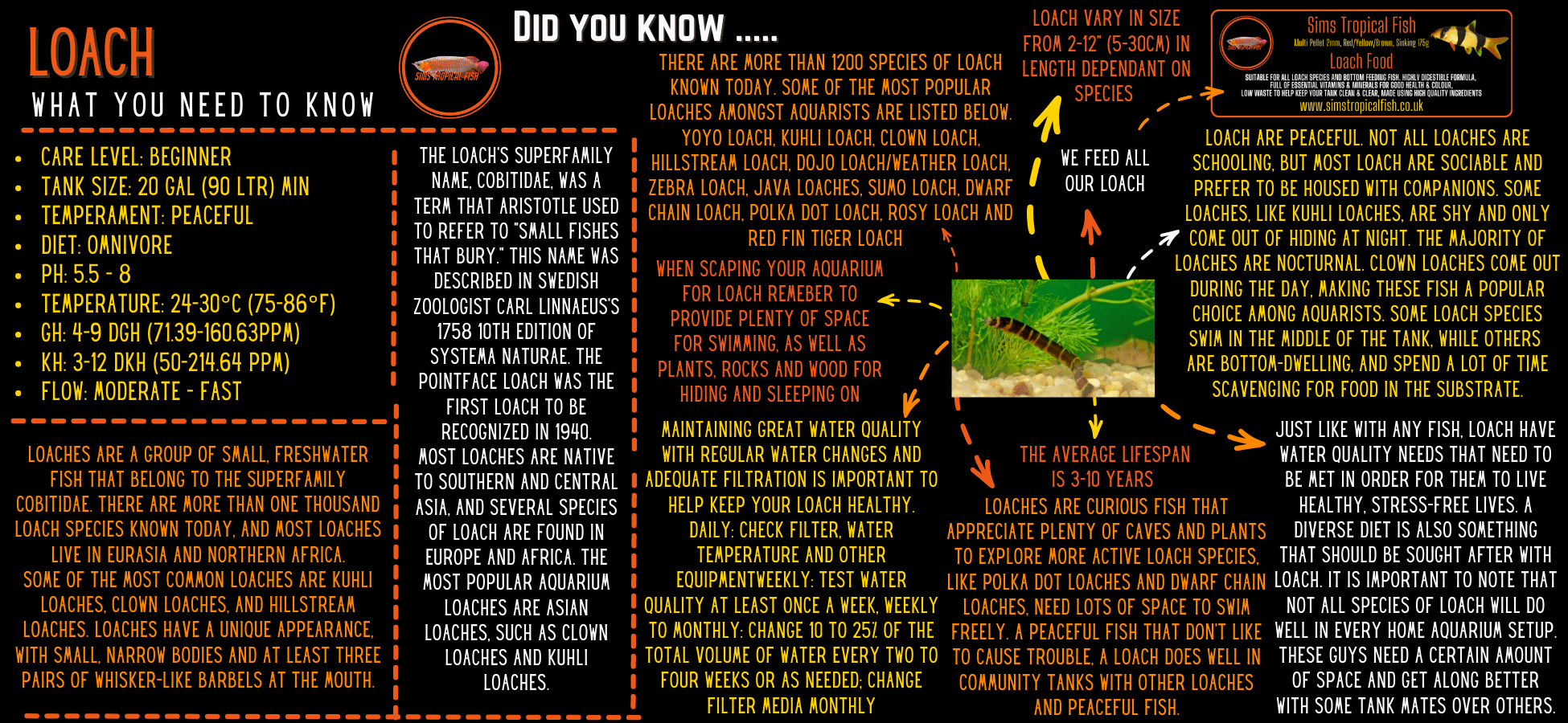 Golden Sucking Loach Chinese Algae Eater Gyrinocheilus Aymonieri 4cm - Real Aquatics